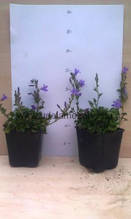 Zvonek modrý "CAMPANULA CARPATICA BLUE"