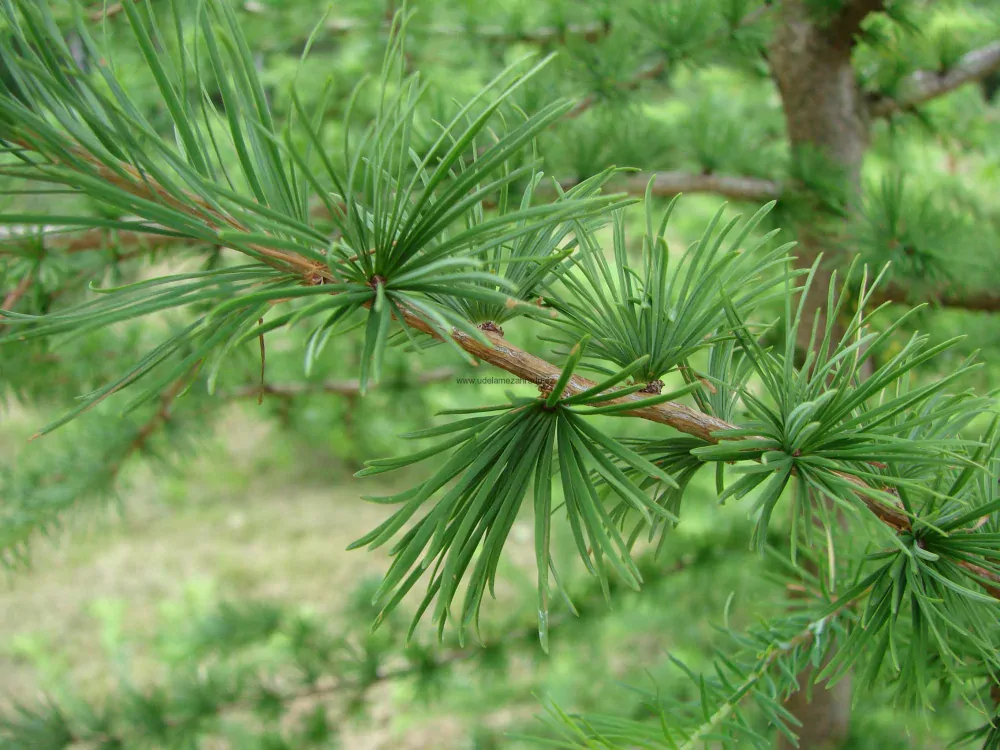 Převislý modřín "LARIX DECIDUA PENDULA", výška 120-150 cm