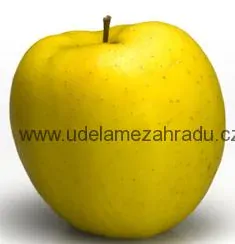 A- vzrostlé stromy Jabloň GOLDEN DELICIOUS +250 cm