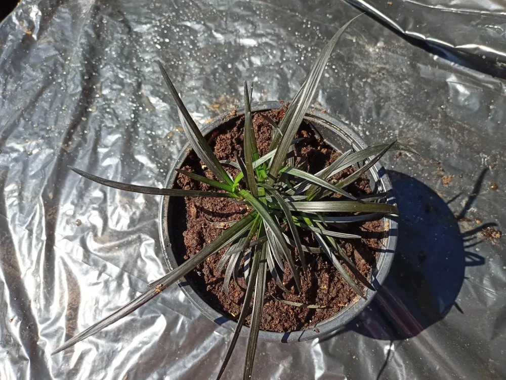 Sedoulek plochostvolý "OPHIOPOGON PLANISCAPUS NIGRESCENS"