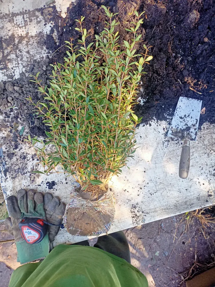 Dřišťál Juliin "BERBERIS JULIANAE"