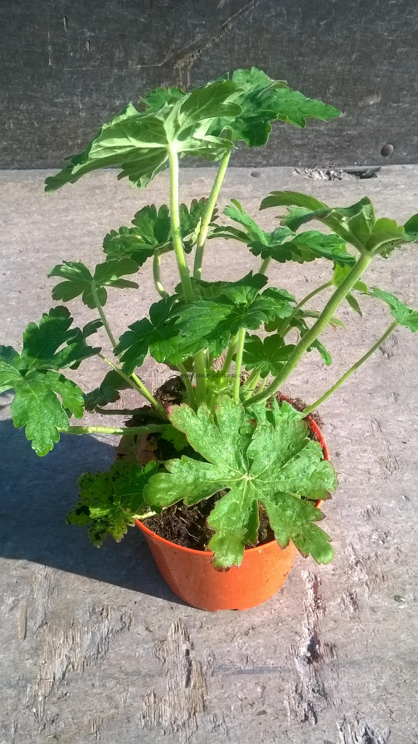 Kakost odenkatý "GERANIUM MACRORRHIZUM"