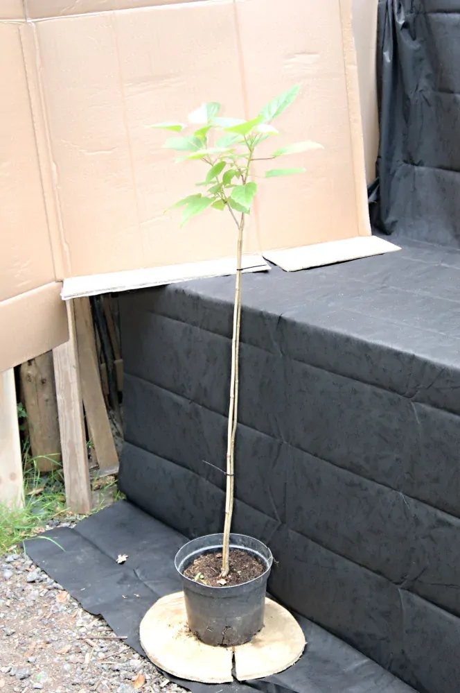 Katalpa trubačovitá "CATALPA BIGNONIOIDES NANA", výška + 130 cm