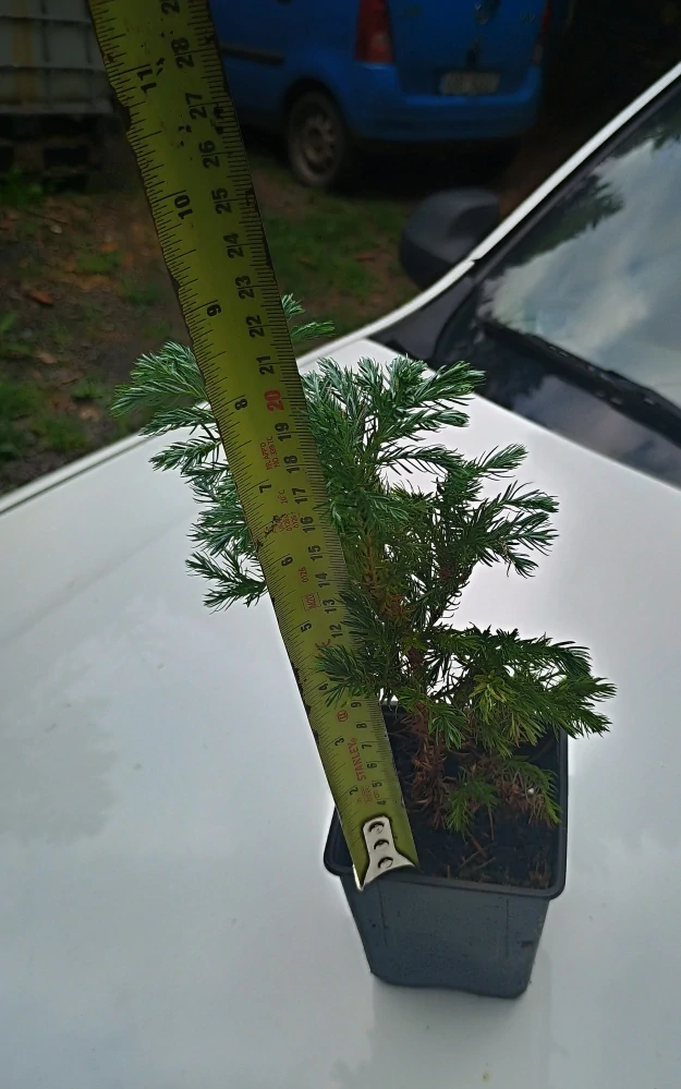 Cypřišek "CHAMAECYPARIS PISIFERA  sada 5 ks BOULEVARD"