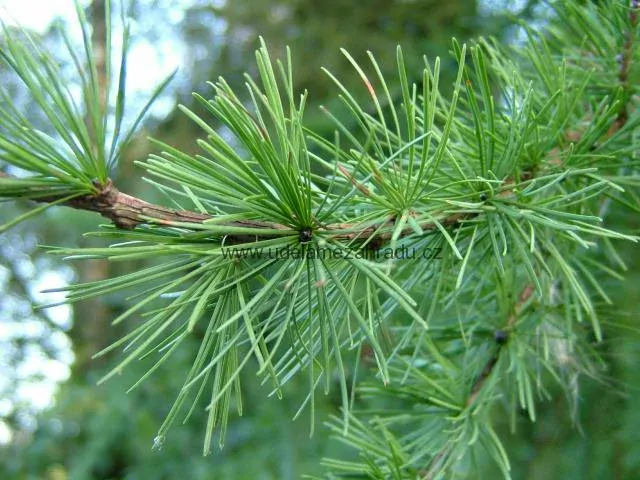 Převislý modřín "LARIX DECIDUA PENDULA", výška 120-150 cm