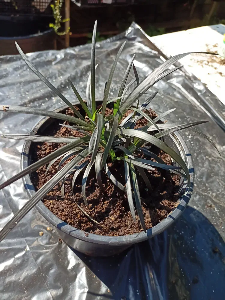 Sedoulek plochostvolý "OPHIOPOGON PLANISCAPUS NIGRESCENS"
