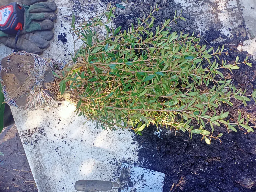 Dřišťál Juliin "BERBERIS JULIANAE"