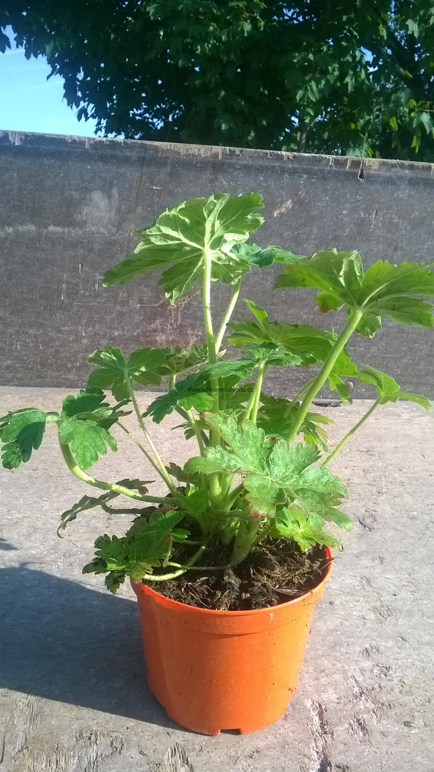 Kakost odenkatý "GERANIUM MACRORRHIZUM"