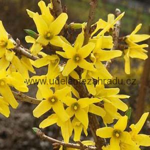 Zlatice prostřední, zlatý déšť "FORSYTHIA INTERMEDIA"