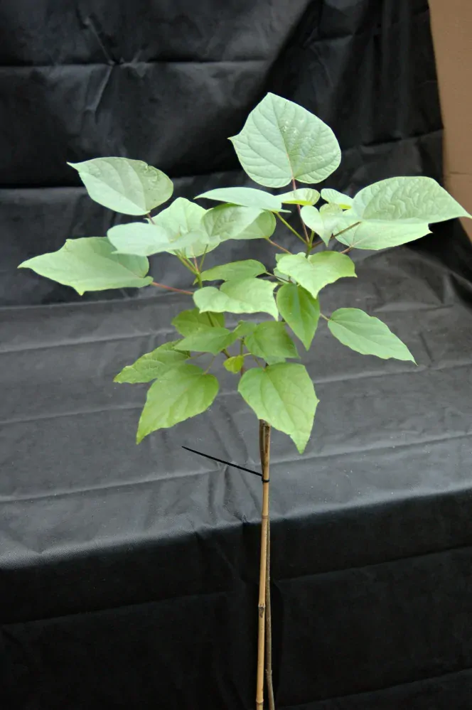 Katalpa trubačovitá "CATALPA BIGNONIOIDES NANA", výška + 130 cm