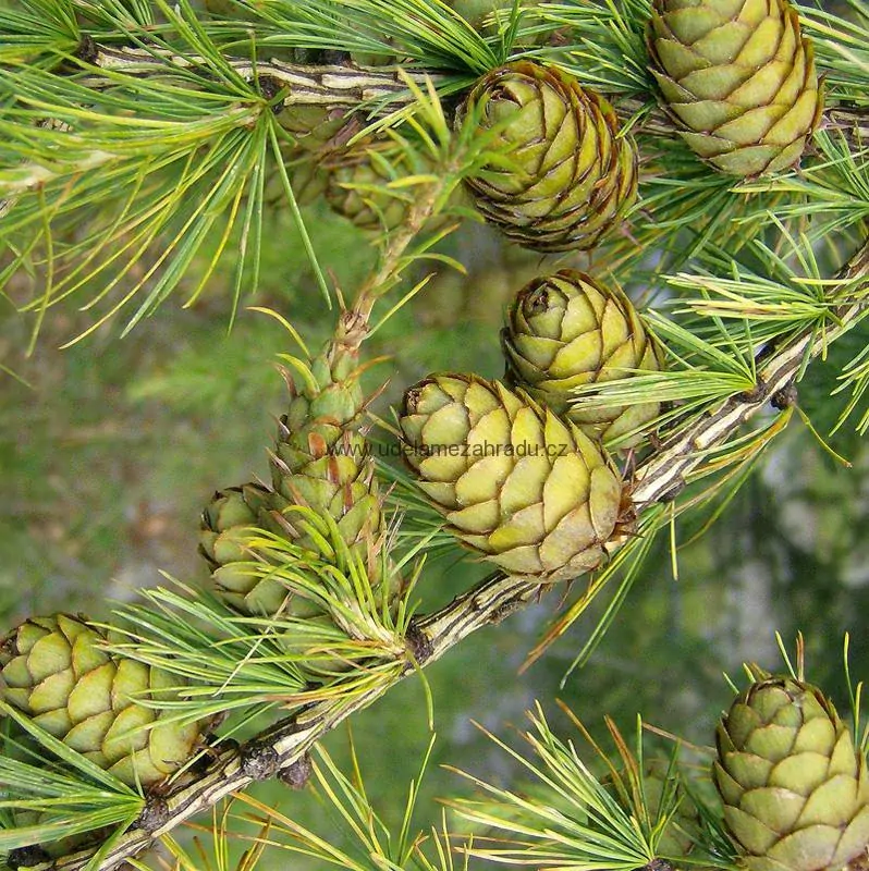 Převislý modřín "LARIX DECIDUA PENDULA", výška 120-150 cm