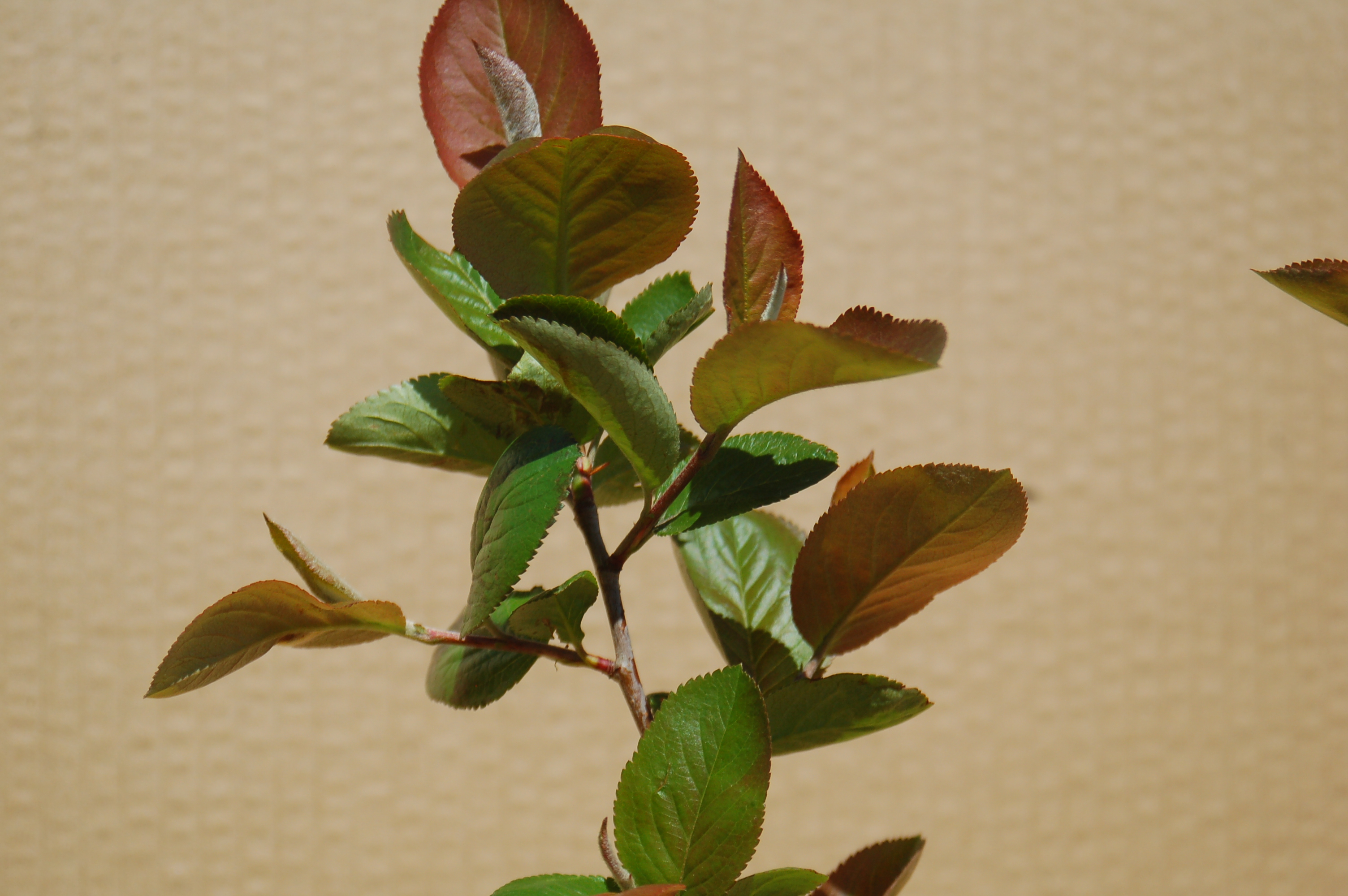 Arónie černá "MELANOCARPA"