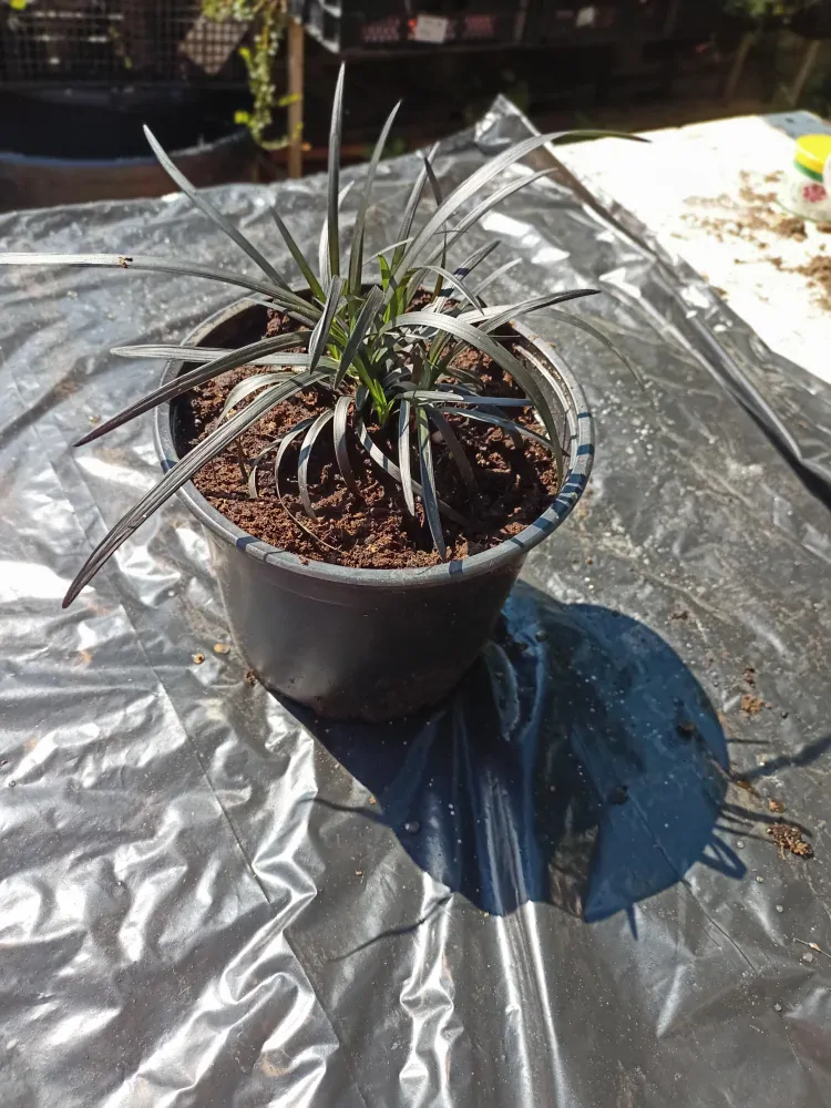Sedoulek plochostvolý "OPHIOPOGON PLANISCAPUS NIGRESCENS"