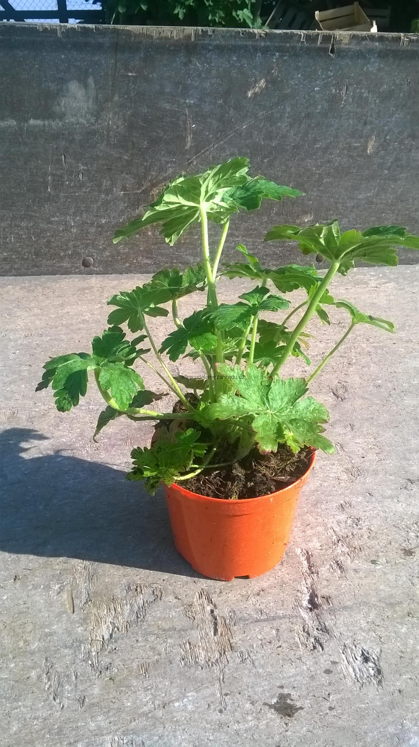 Kakost odenkatý "GERANIUM MACRORRHIZUM"
