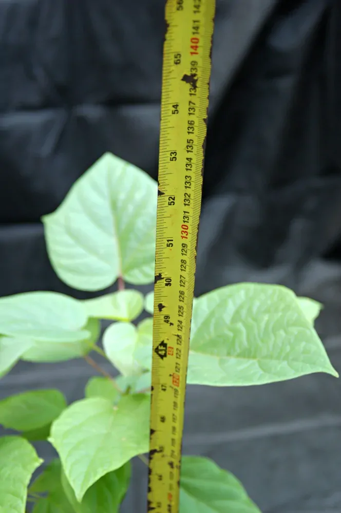 Katalpa trubačovitá "CATALPA BIGNONIOIDES NANA", výška + 130 cm