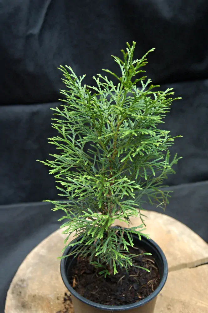 Thuja "OCCIDENTALIS SMARAGD"