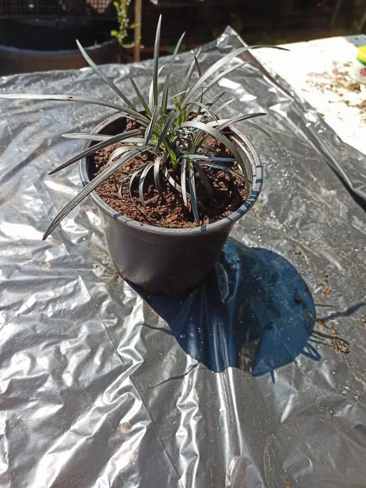 Sedoulek plochostvolý "OPHIOPOGON PLANISCAPUS NIGRESCENS"