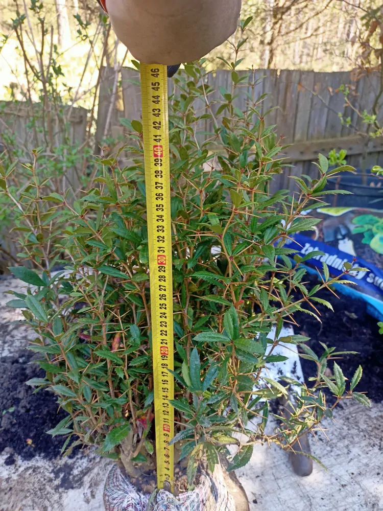 Dřišťál Juliin "BERBERIS JULIANAE"
