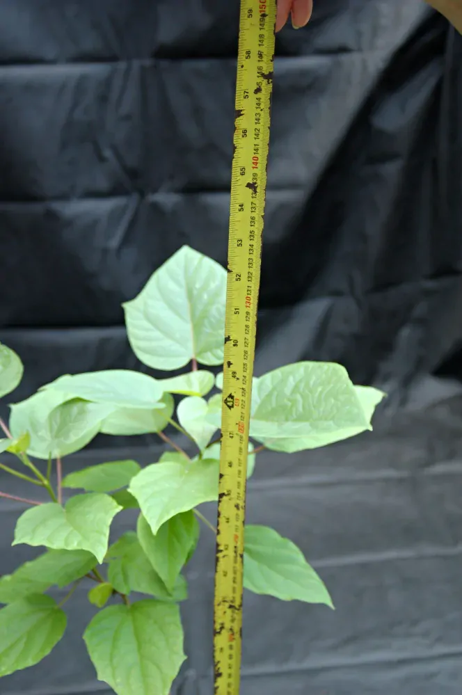 Katalpa trubačovitá "CATALPA BIGNONIOIDES NANA", výška + 130 cm