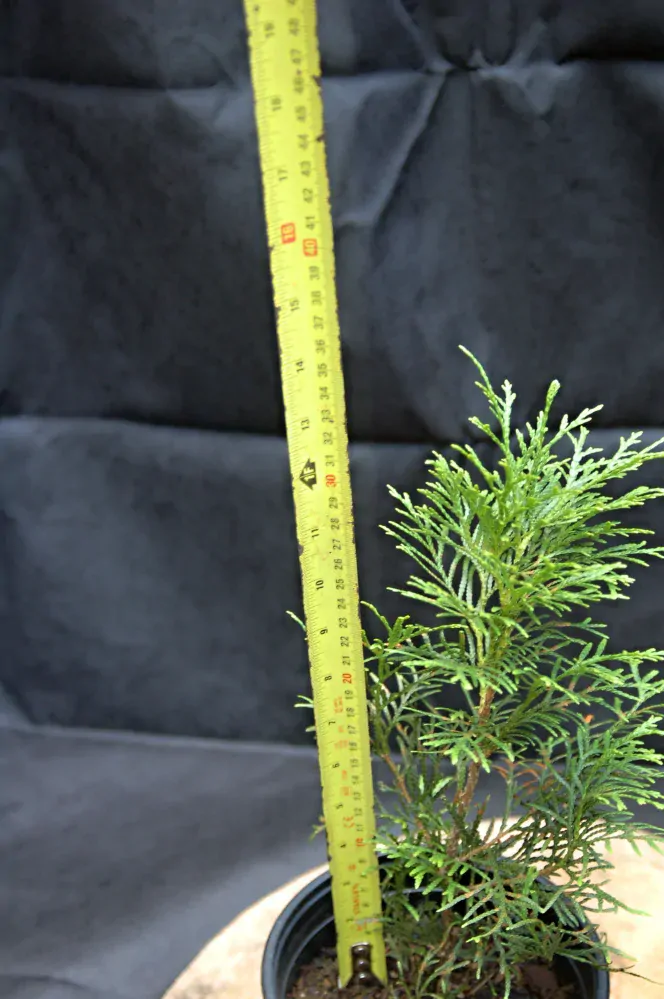 Thuja "OCCIDENTALIS SMARAGD"
