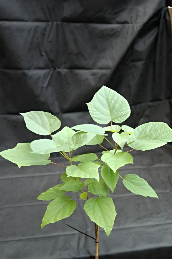 Katalpa trubačovitá "CATALPA BIGNONIOIDES NANA", výška + 130 cm
